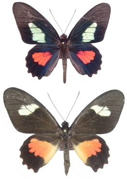 P. eurimedes (mle & femelle)